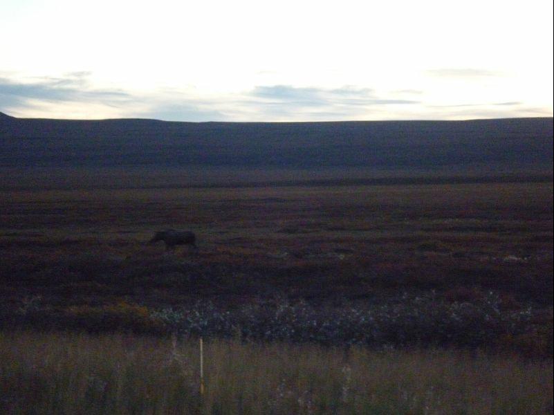P1000749 Moose alarm